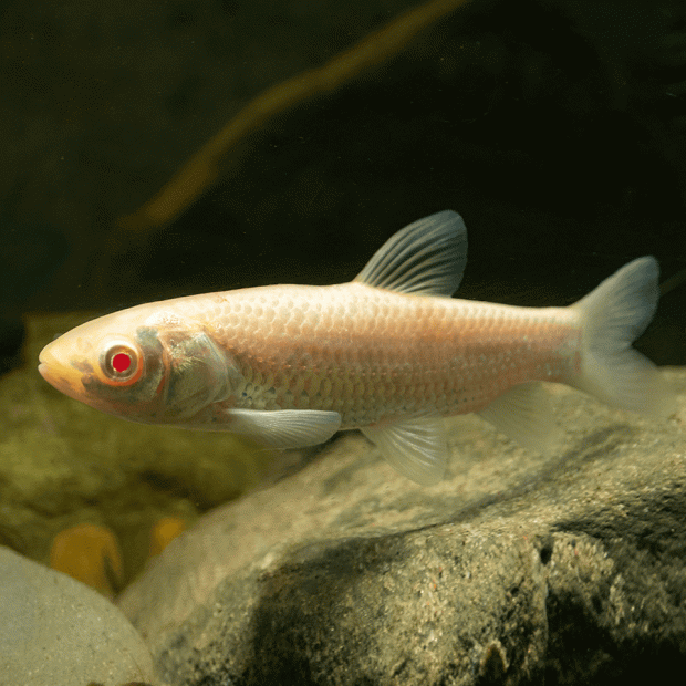 <em>Images for illustration purposes only. Exact colours, patterns, and size may vary between individuals.</em>