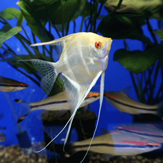 Albino Red Eye Angelfish