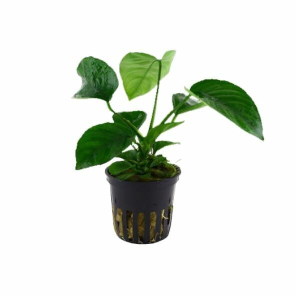 Tropica Anubias barteri caladiifolia Live Aquatic Plant Pot