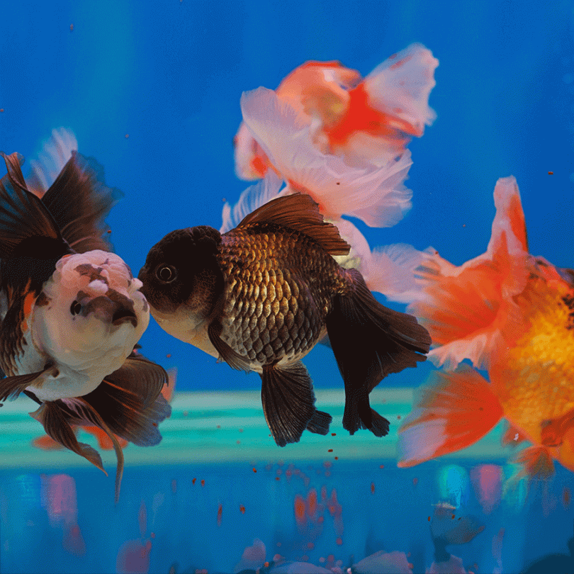 Assorted Giant Oranda Goldfish Grade AA - Main Image