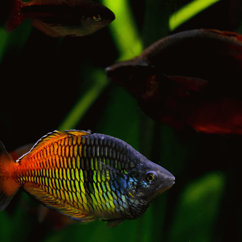 Assorted Rainbowfish