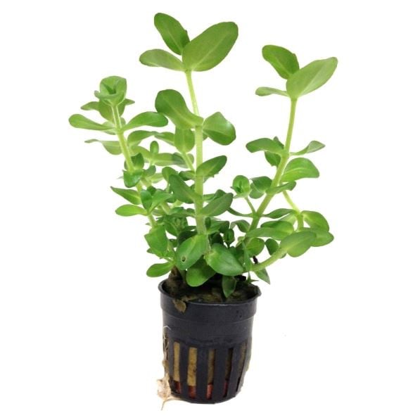 Tropica Bacopa caroliniana Live Aquatic Plant Mini