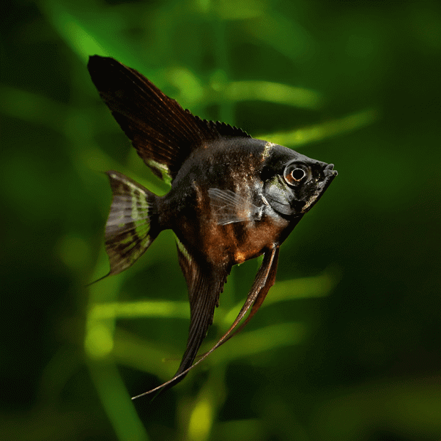 <em>Online stock may not be available for in-store collection.</em>