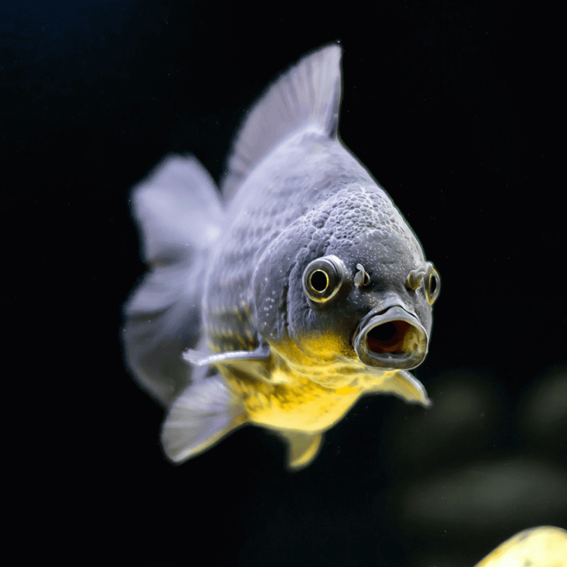 Black Goldfish Fancy Goldfish For Sale - Main Image