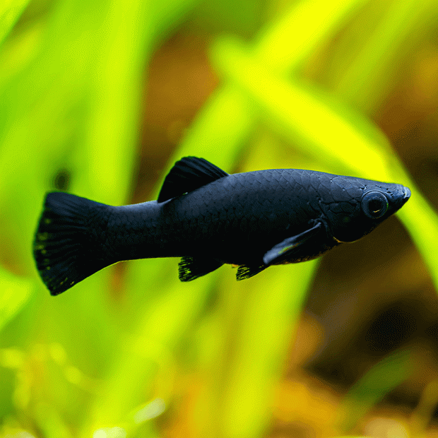 <em>Online stock may not be available for in-store collection.</em>