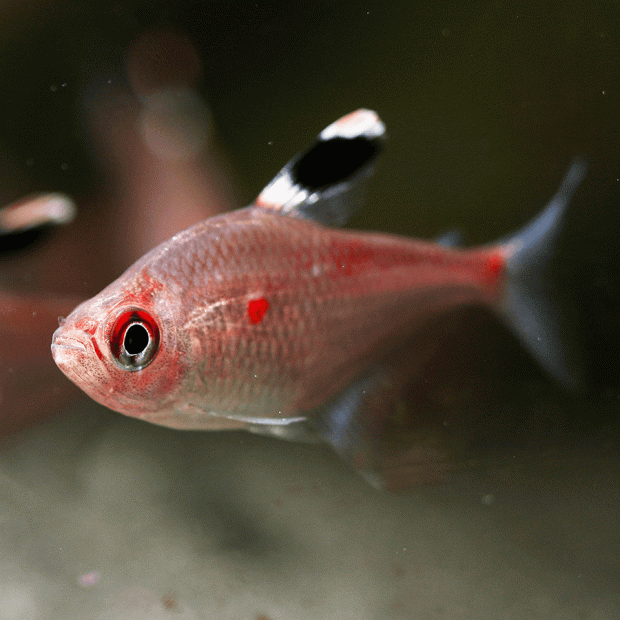 <em>Online stock may not be available for in-store collection.</em>