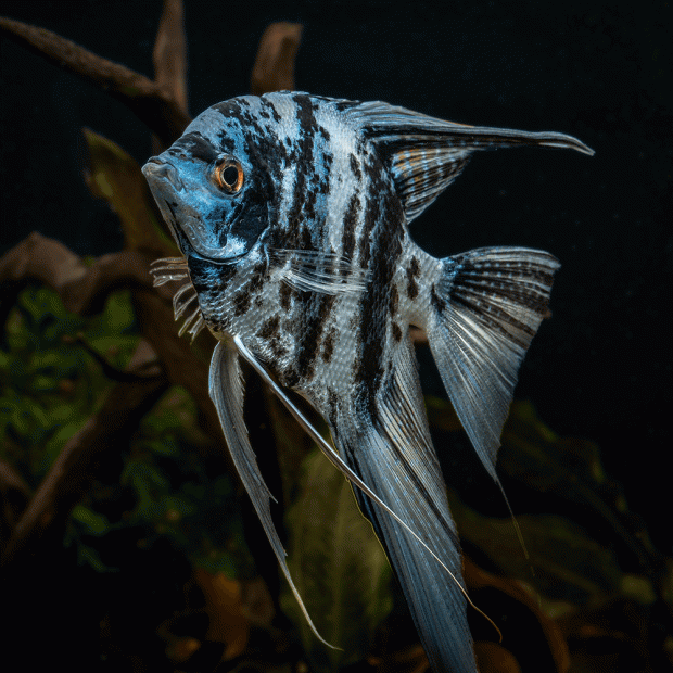 Blue Turquoise Marble Angelfish