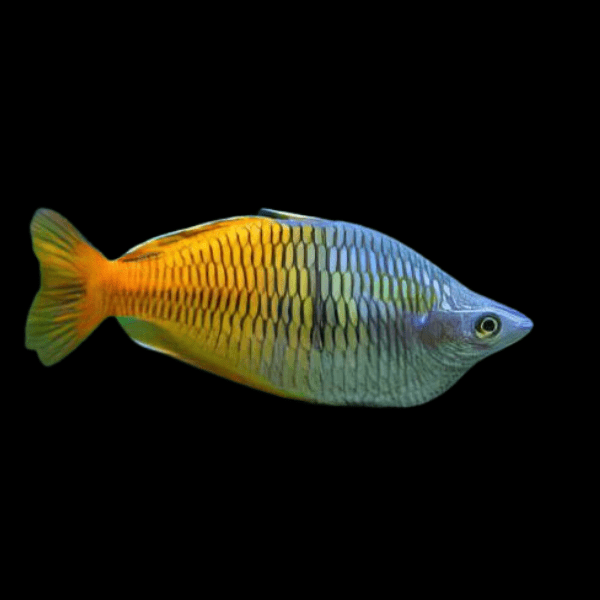 <em>Online stock may not be available for in-store collection.</em>