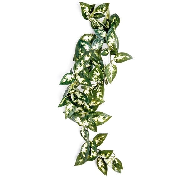 Komodo Borneo Hanging Vine