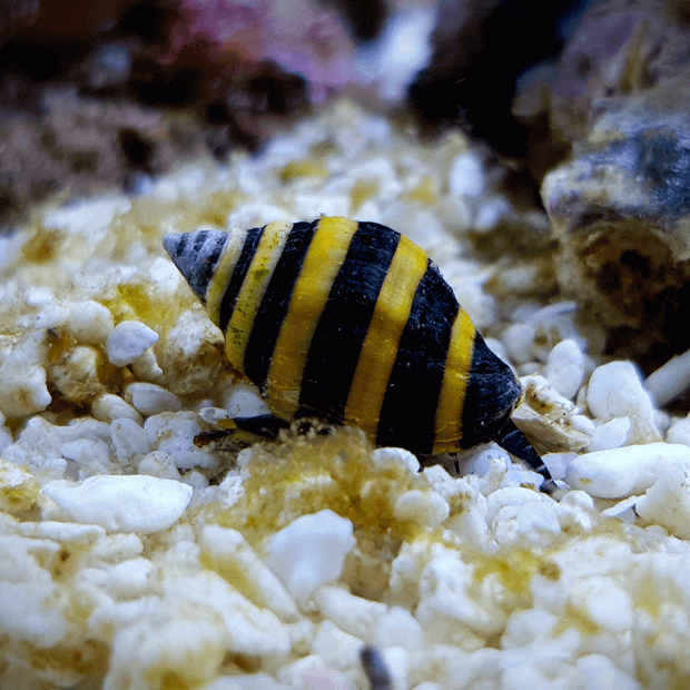 <em>Online stock may not be available for in-store collection.</em>