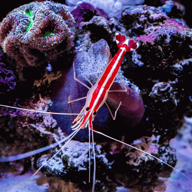 <em>Online stock may not be available for in-store collection.</em>