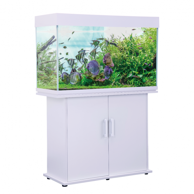 Swell Congo 100cm Aquarium 210 ltrs