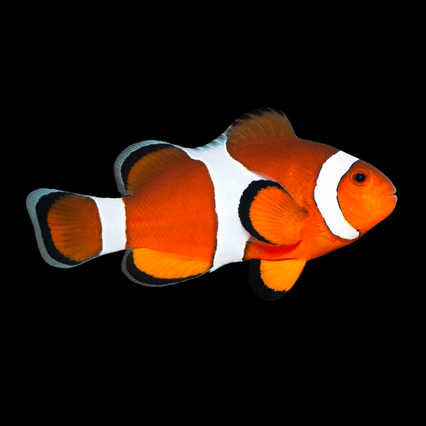 Coral Sea Percula Clownfish Amphiprion Ocellaris