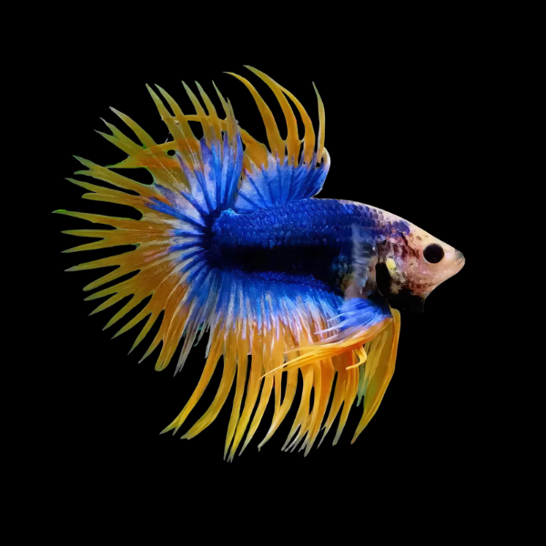 Crown Tail Betta 3cm - Betta splendens
