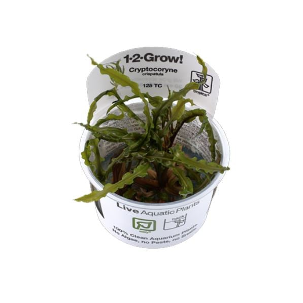 Tropica Cryptocoryne crispatula 1-2-Grow!