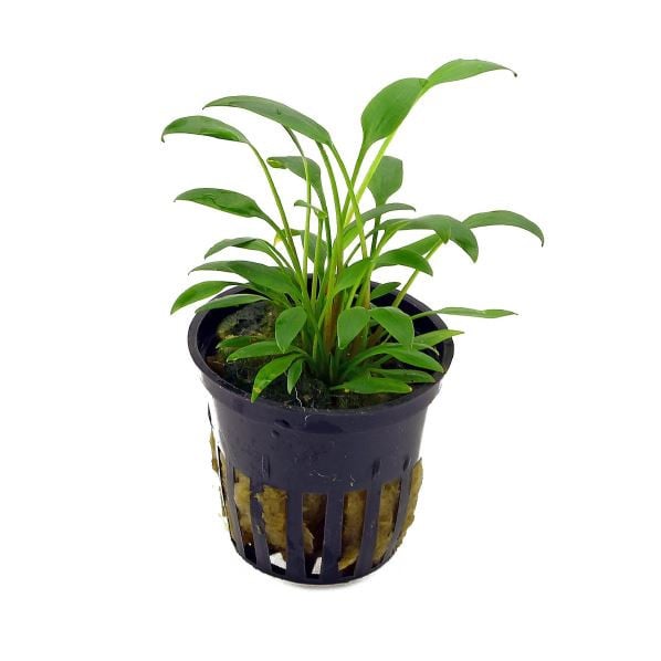 Tropica Cryptocoryne x willisii Live Aquatic Plant Pot