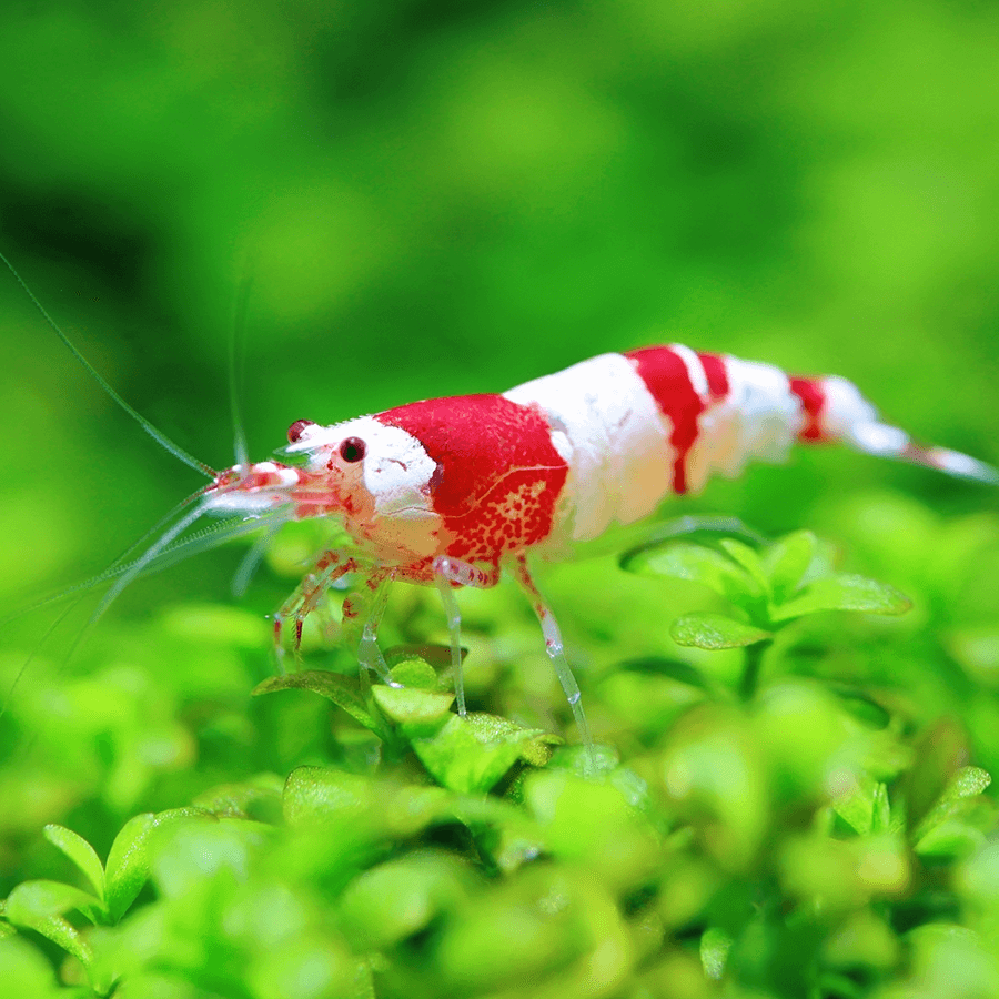 <em>Online stock may not be available for in-store collection.</em>