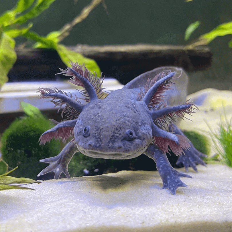 Wild Coloured Axolotl - Main Image