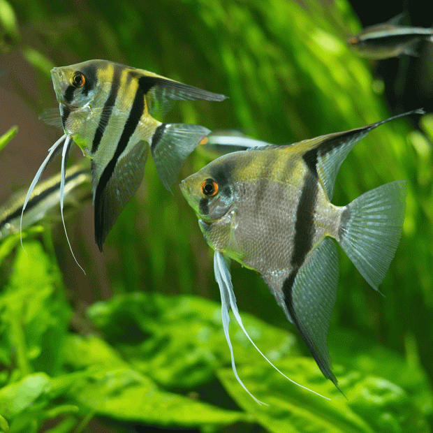 Dantum Angelfish