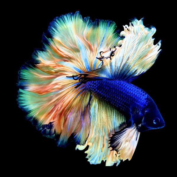 Dumbo Betta 3cm - Betta splendens