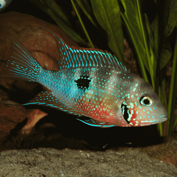 <em>Online stock may not be available for in-store collection.</em>