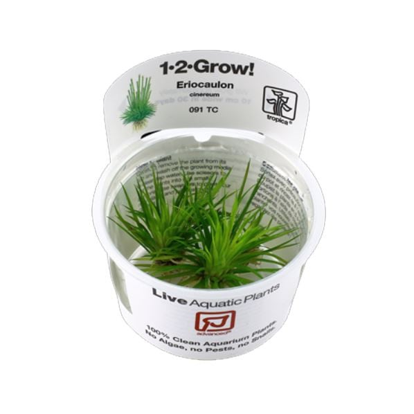 Tropica Eriocaulon cinereum 1-2-Grow!