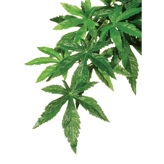 Exo Terra Abutilon (Silk)