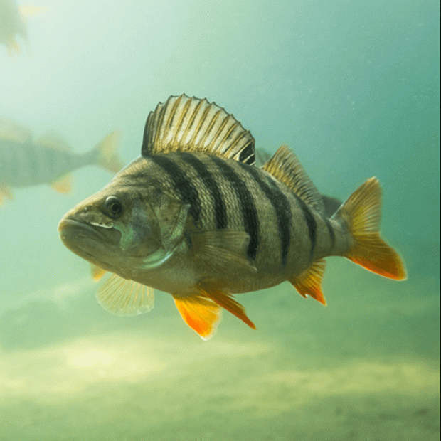 <em>Images for illustration purposes only. Exact colours, patterns, and size may vary between individuals.</em>