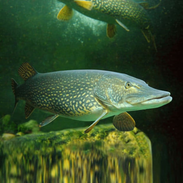 <em>Images for illustration purposes only. Exact colours, patterns, and size may vary between individuals.</em>