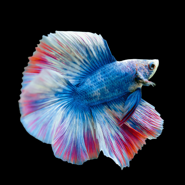 Full Moon Betta 3cm - Betta splendens