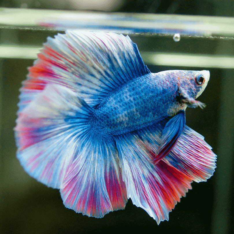 Fighter fish buy online clearance