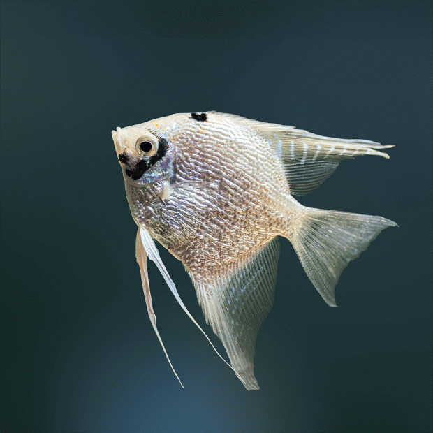 Paraiba Ghost Angelfish