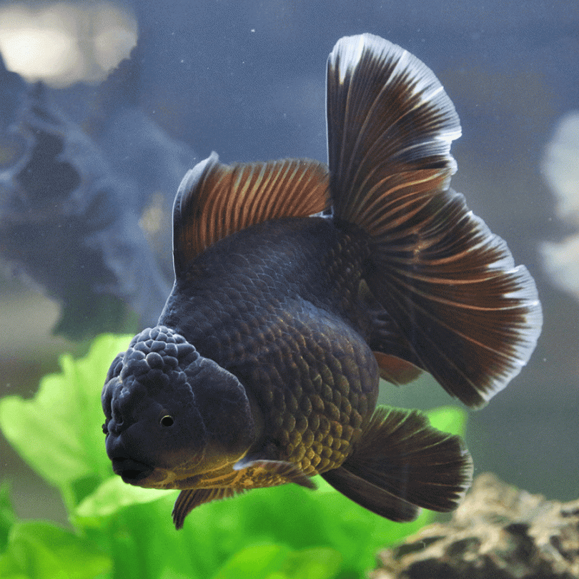 Giant Black Oranda Goldfish Grade AA