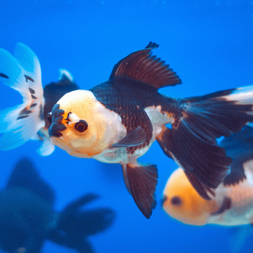 Giant Panda Oranda Goldfish Grade AA