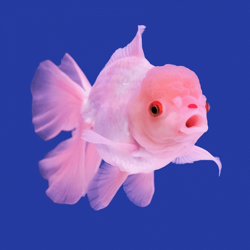 Pink Goldfish Zuru Pets Alive Swim Pink Angel Fish Kids Toy Fun NEW