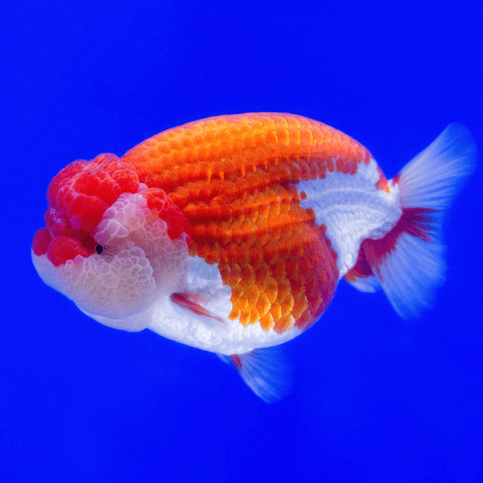 Giant Red & White Lionhead Ranchu Grade AA Goldfish Carassius Auratus