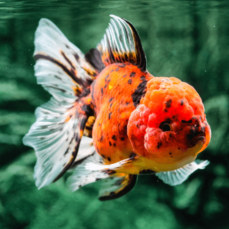 <em>Online stock may not be available for in-store collection.</em>