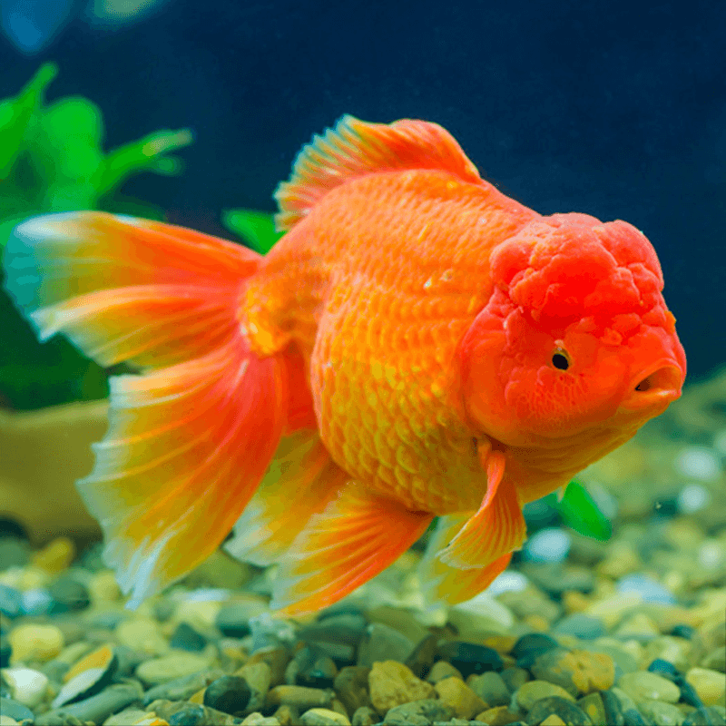 Giant Super Jelly Head Red Oranda Grade AA Goldfish Carassius Auratus