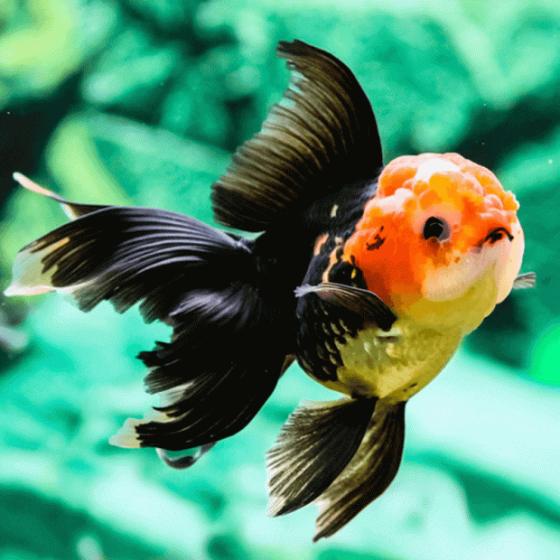 <em>Online stock may not be available for in-store collection.</em>