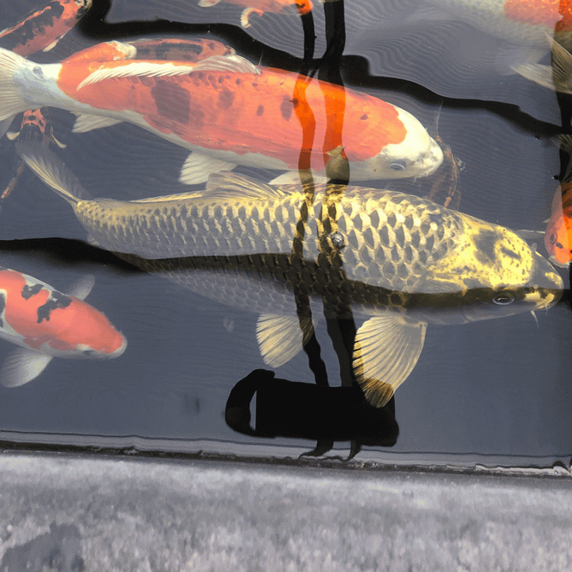 Gold Ghost Koi Carp