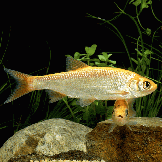 <em>Images for illustration purposes only. Exact colours, patterns, and size may vary between individuals.</em>