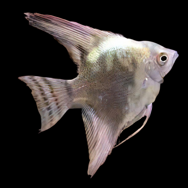 Green Smoke Angelfish Pterophyllum Scalare