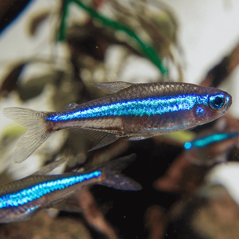 Tetras Green Neon Tetra