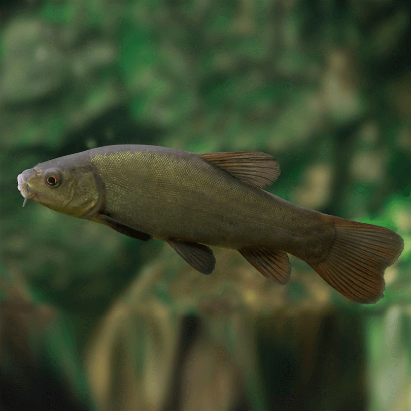 Green Tench Pond Fish For Sale - Main Image