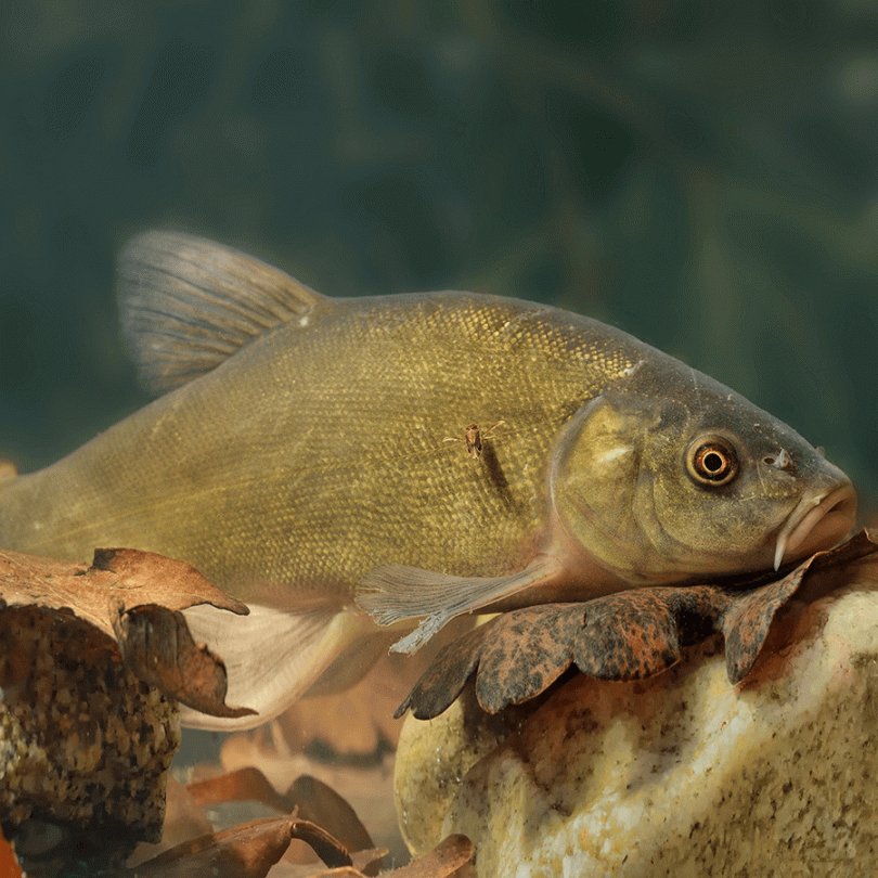 Tench pond fish hotsell