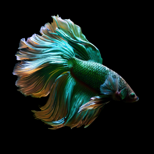 Half Moon Betta 3cm - Betta splendens