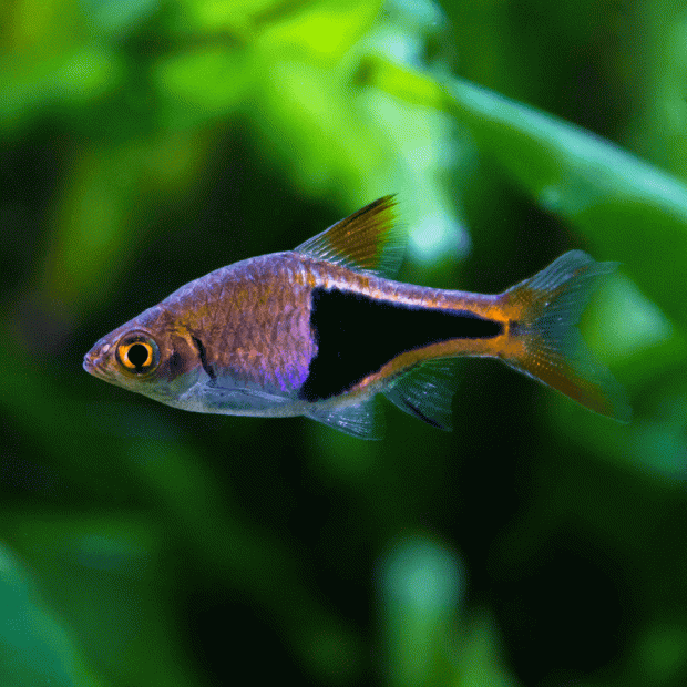 <em>Online stock may not be available for in-store collection.</em>