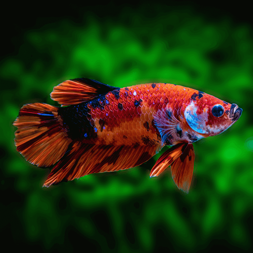 Koi beta purchase fish