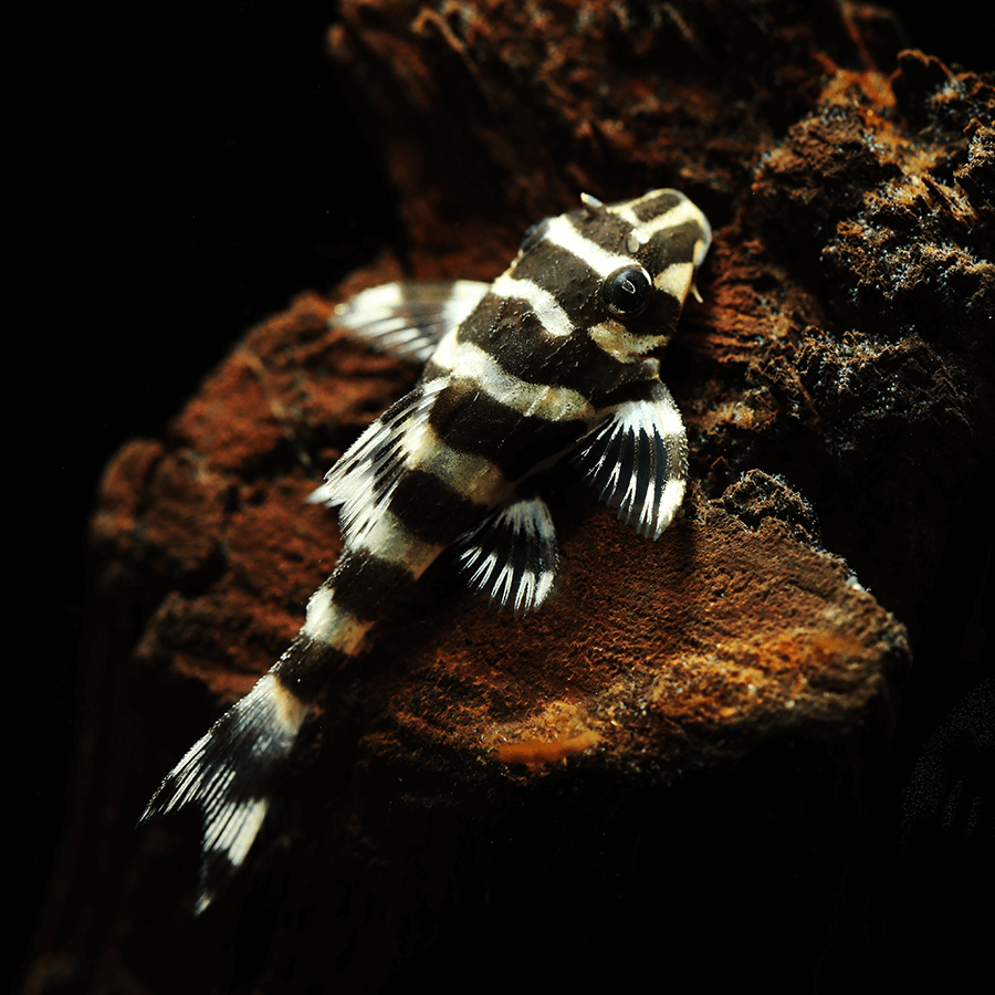 <em>Online stock may not be available for in-store collection.</em>