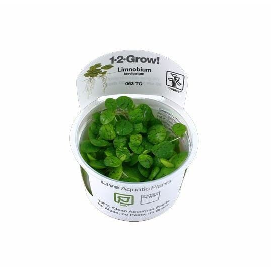 Tropica Limnobium laevigatum 1-2-Grow!